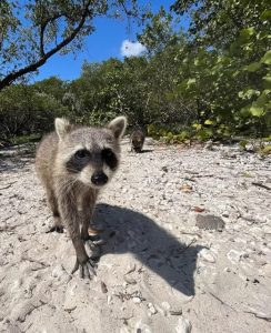 אי הרקונים מיאמי (Raccoon Island)